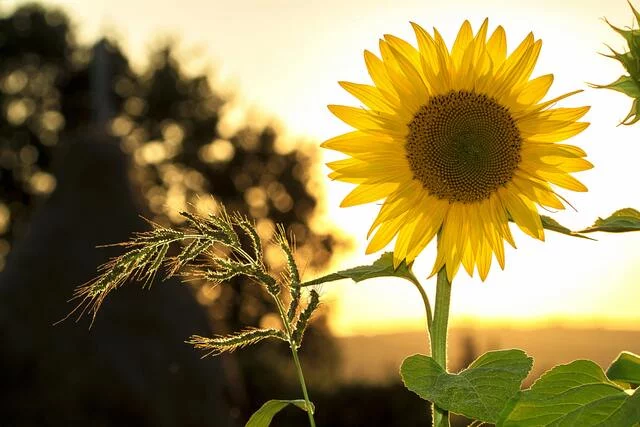 Summer Vibes – Summer Hours? Tips for employers on setting a summer schedule